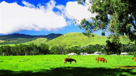 What is it Like to Live in Waimea on the Big Island? - Hawaii Real ...