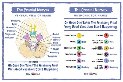 Cranial Nerves Mnemonics Anatomy Simplified Cranial Nerves | Images and ...