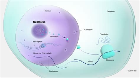 Nucleolus Diagram And Functions Nucleolus Wikimedia Commons