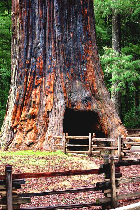 1000s of years-old: Amazing facts about the beautiful & giant Sequoia ...