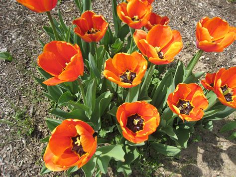 Orange Tulips Free Stock Photo - Public Domain Pictures