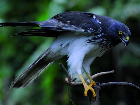 Faune et Flore de la Réunion : une île pleine de richesse