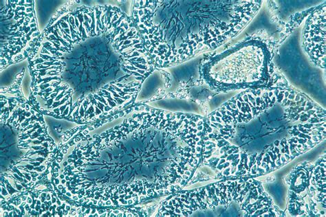 Phase Contrast and Microscopy | Science Lab | Leica Microsystems