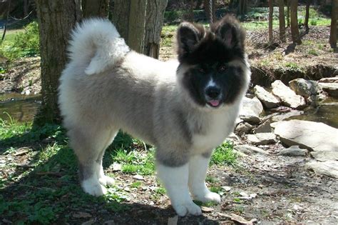 Huskita (Husky +Akita) | four legged friends. | Pinterest