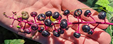 Deadly Poisonous Pokeweed is Actually Edible If You Do it Right - Stone ...