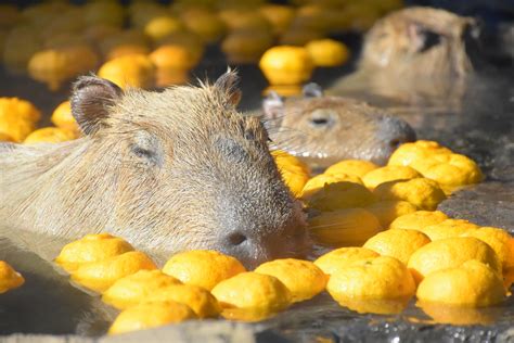 The Original Capybara Open-air Bath Experience Celebrates 40th ...