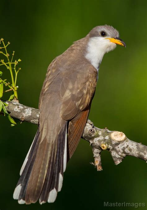 Yellow-billed Cuckoo