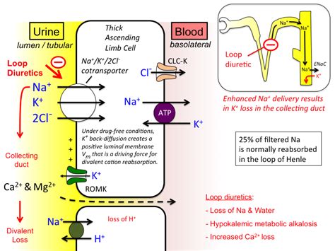 diuretic_pharm [TUSOM | Pharmwiki]