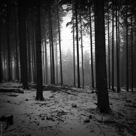 Black and white landscapes trees forest monochrome (2000x2000, white ...