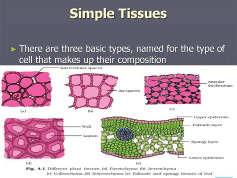 Diagram Of Parenchyma Tissue