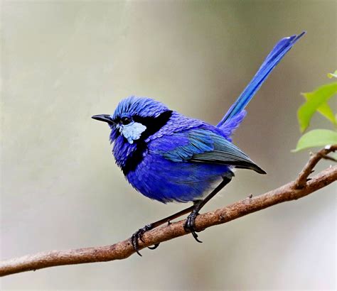 Splendid Fairy Wren – York Ornithological Club