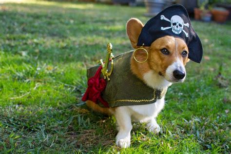 More #Corgis in Costumes: Get Your Halloween On! - The Daily Corgi