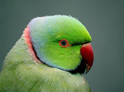 1600x900 resolution | green and red beaked parrot, psittacula, indian ...