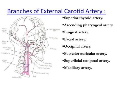 PPT - Common Carotid Artery : PowerPoint Presentation, free download ...