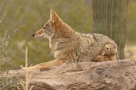 Park Wildlife & Habitat - Friends of Saguaro National Park