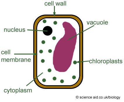 Idea for Green Schools sub-brand. | Plant cell, Plant cell diagram