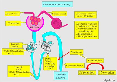 Aldosterone