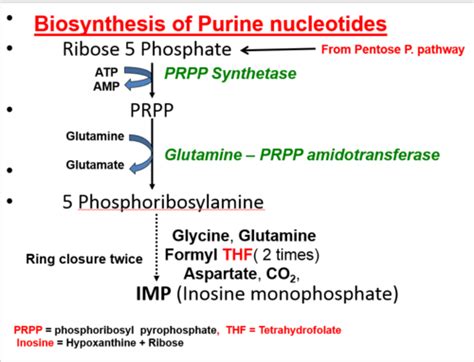 Biochem Metabolism of Purine & Pyrimidine Nucleotides Flashcards | Quizlet