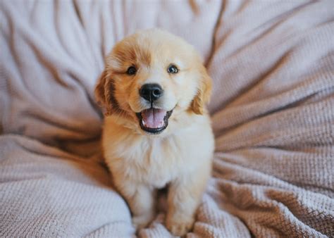 A Guide to Puppy Breeds: Golden Retrievers! — The Puppy Academy