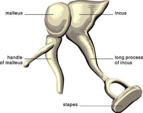 [DIAGRAM] Middle Ear Bone Diagram - MYDIAGRAM.ONLINE