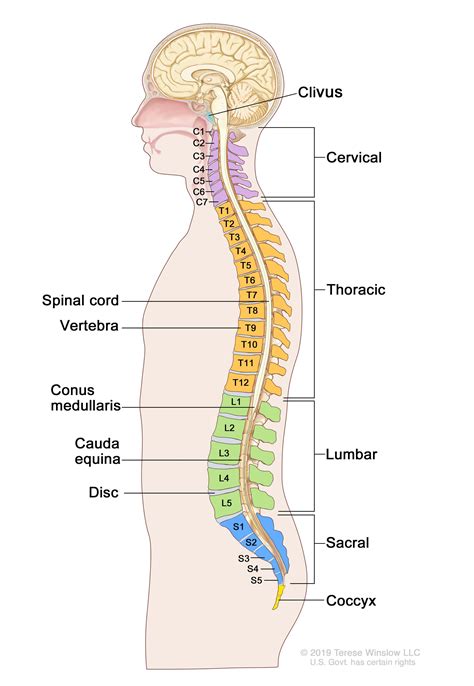 L1 Vertebrae - Draw-shenanigan