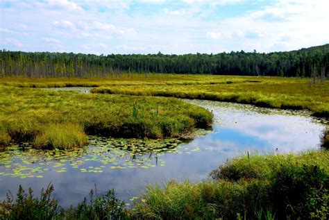 What Are the Different Types of Wetland Climates?