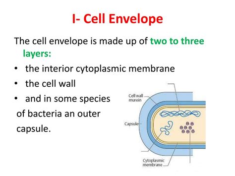 PPT - BACTERIA PowerPoint Presentation, free download - ID:2499619