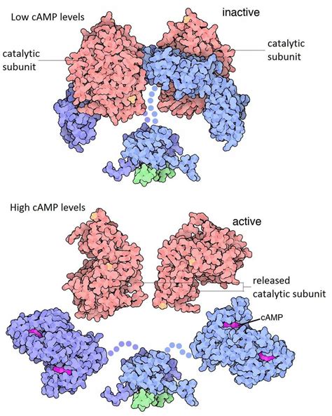 Protein Kinase A - Creative Enzymes