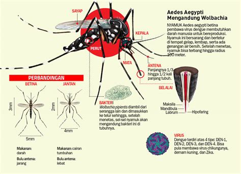 Modifikasi Nyamuk Demam Berdarah - Ilmu dan Teknologi - majalah.tempo.co