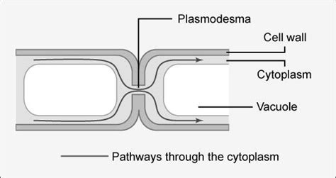 Middle Lamella Plant Cell Wall Diagram / Cell Structure A Level The ...