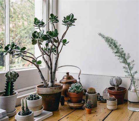 How to Care for Succulents (And Not Kill Them): 9 Plant-Care Tips ...