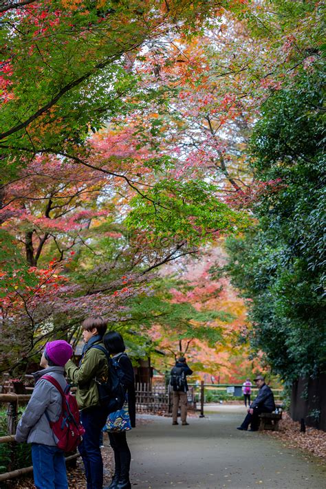 Autumn Scenery In Japan Picture And HD Photos | Free Download On Lovepik