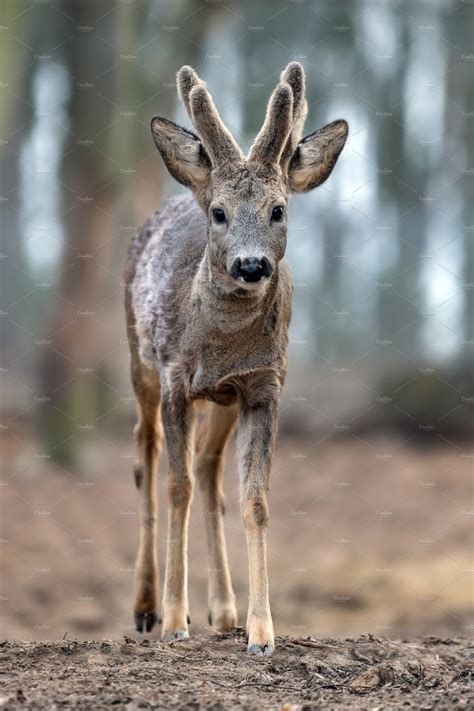 Close up baby deer in forest | Animal Stock Photos ~ Creative Market