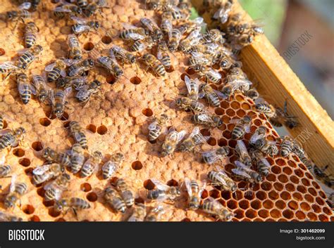 Working Bees Hive On Image & Photo (Free Trial) | Bigstock