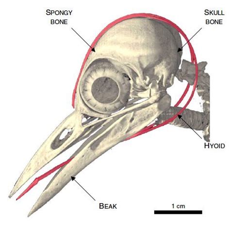 Woodpecker Anatomy | Woodpecker Tongue around Brain Freaky! | Animal ...