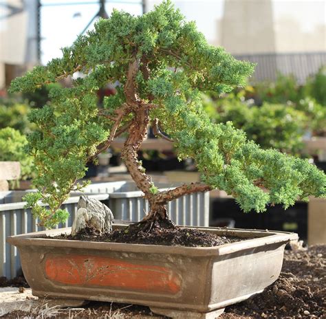 Pruning Your Bonsai Juniper: Tips And Tricks – ArtOfBonsai.org