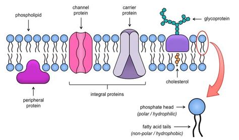 Fluid Mosaic Model Ncert Diagram The Fluid Mosaic Model Of M