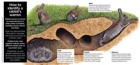 rabbit-warren | Rabbit, Rabbit burrow, Rabbit facts