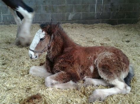 A beautiful shire foal at Cotesbrook Shire Horse farm | Shire horse ...