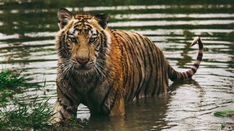 Great Info | Are The Tigers Of Sundarbans Stronger Than Any Other ...