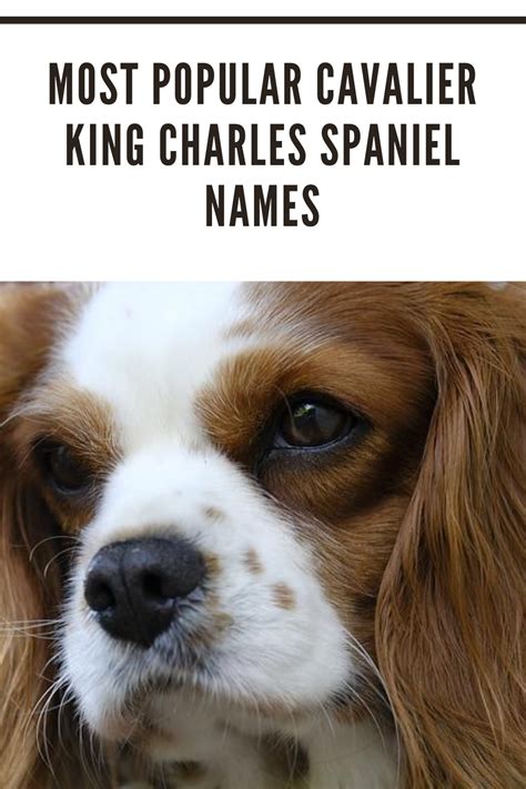 Most Popular Cavalier King Charles Spaniel Names In 2020 | King charles ...