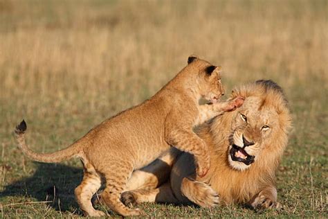 Lion Cubs Playing Stock Photos, Pictures & Royalty-Free Images - iStock