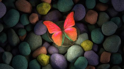 Butterfly Wallpaper 4K, Stones, Colorful, Focus, Pebbles