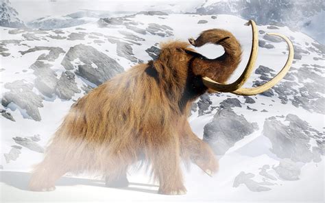 Study Resurrects Woolly Mammoth DNA to Explore the Cause of Their ...