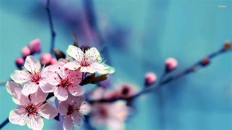 Cherry Blossom Tree Wallpaper 49 - [1920x1080]