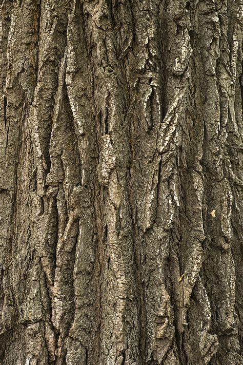 Cottonwood Tree Bark Close Up Photograph by Donald Erickson - Fine Art ...