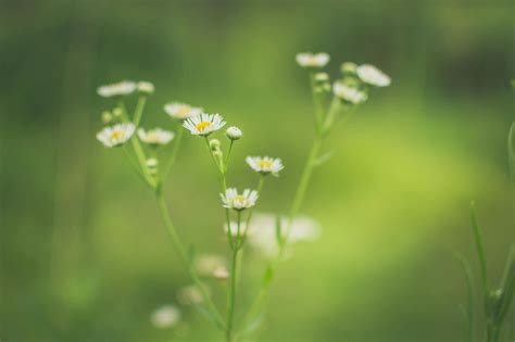 Free stock photo of bokeh, flower, green