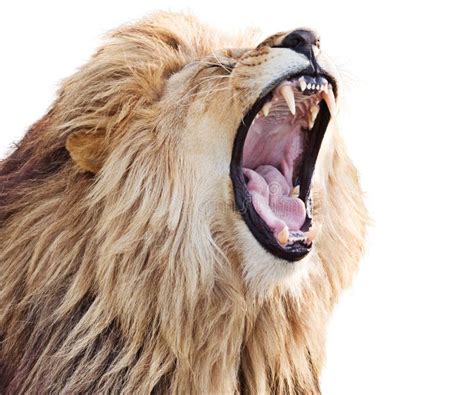 6,943 Roaring Lion Stock Photos - Free & Royalty-Free Stock Photos from ...