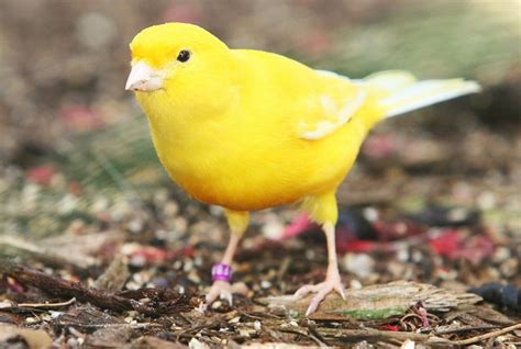 Yellow Canary Facts, Pet Care, Behavior, Diet, Price, Pictures