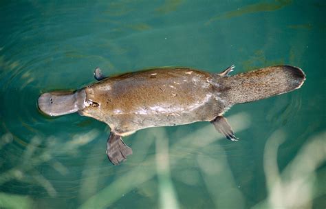 Platypus | Eggs, Habitat, Venom, & Facts | Britannica